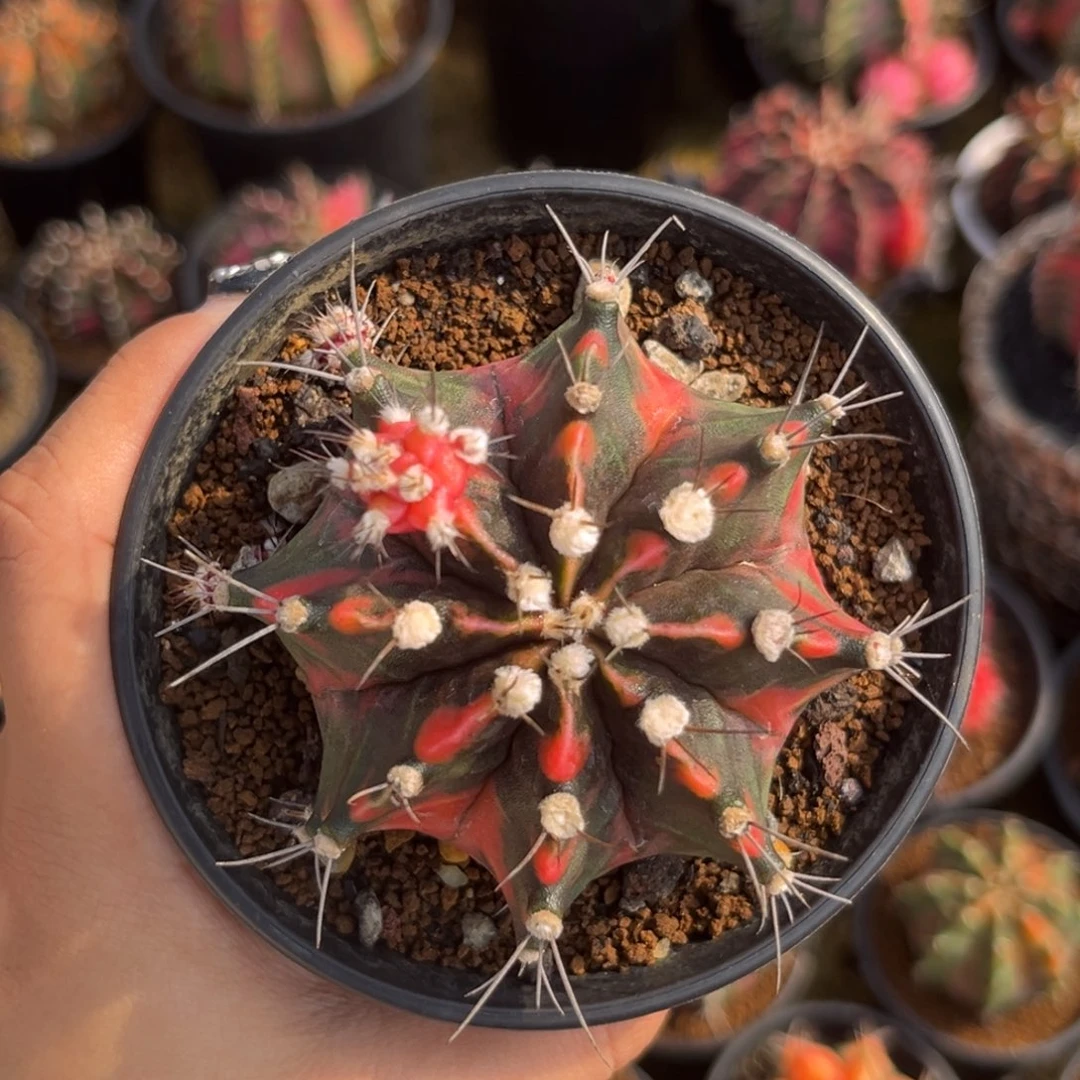 侧牙米哈锦 带盆土发货6.7cm