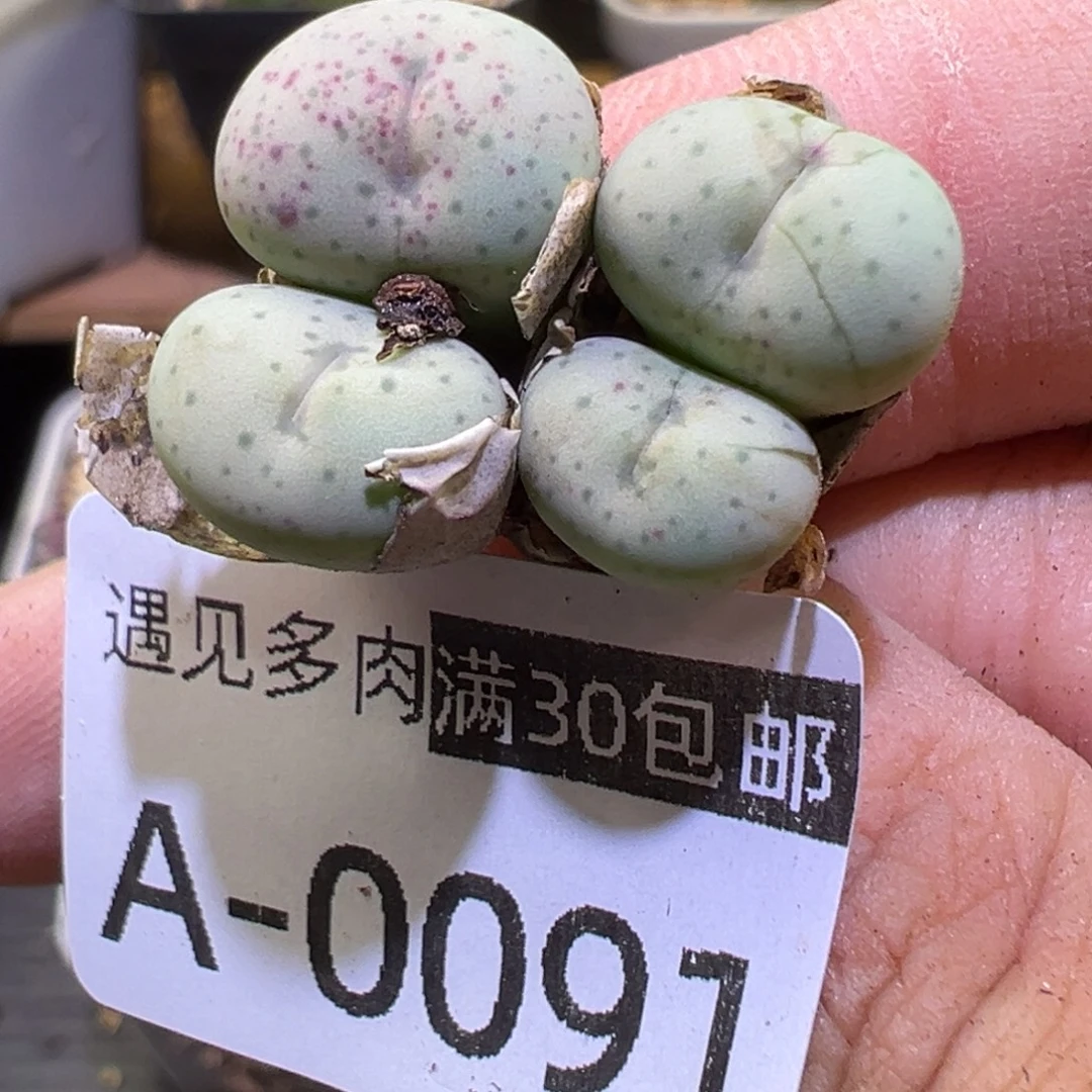 多肉植物1111111111111
