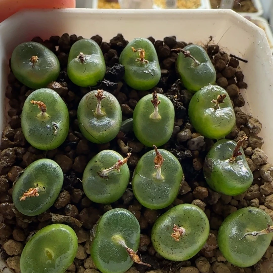 【闪购商品】1338水晶鞋母本福利