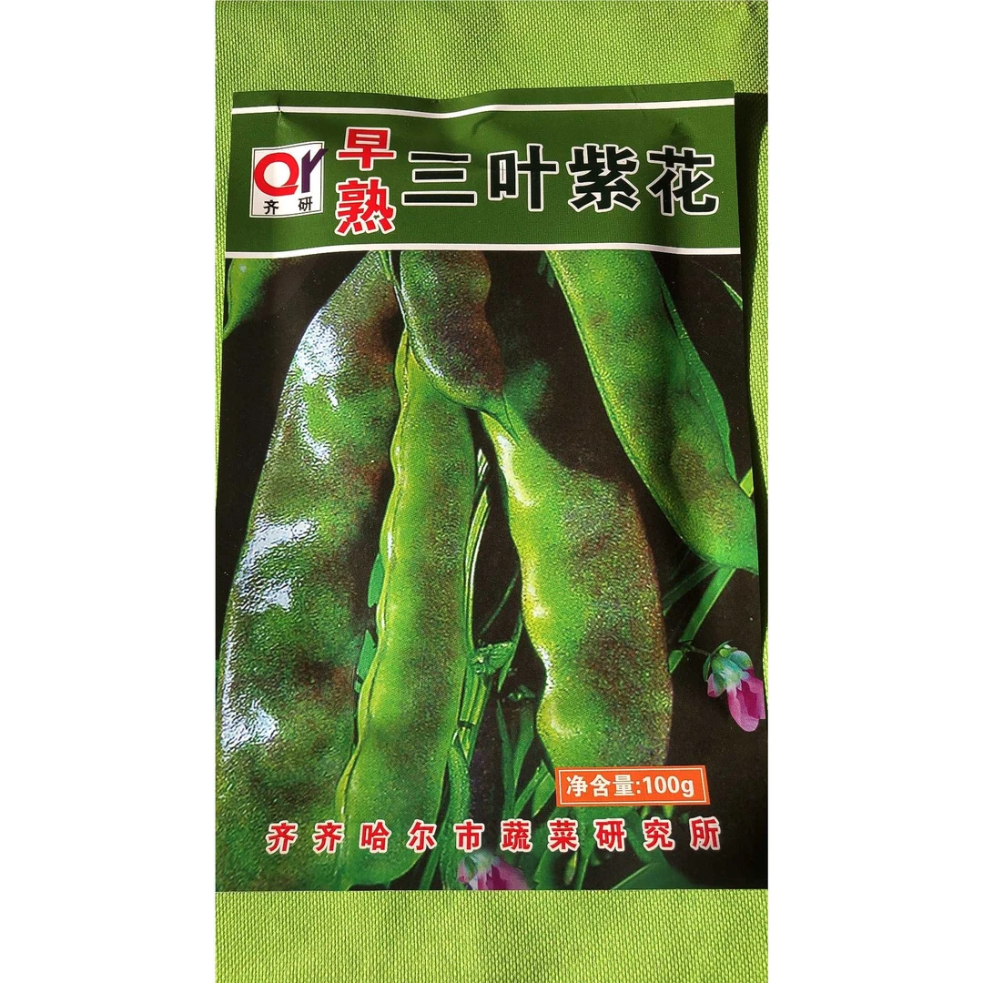 早熟三叶紫花油豆