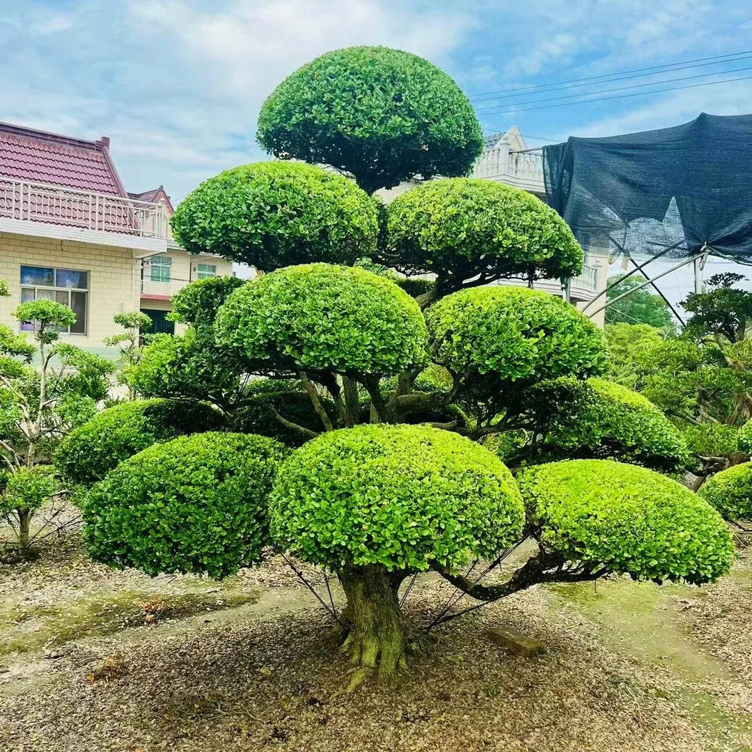 瓜子黄杨庭院别墅观赏树