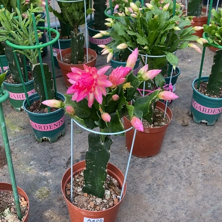 大部分花苞少量开放425嫁接082