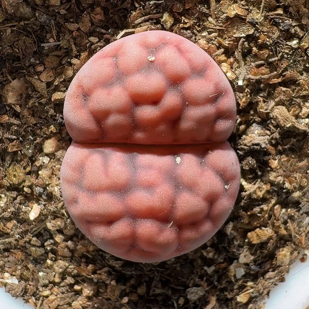 生石花的1111111。   288