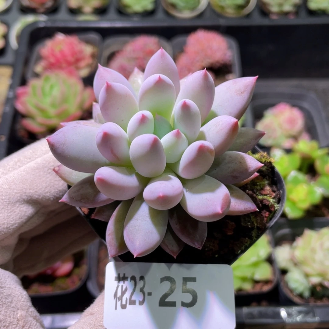 花利美23-25奶瓶单头