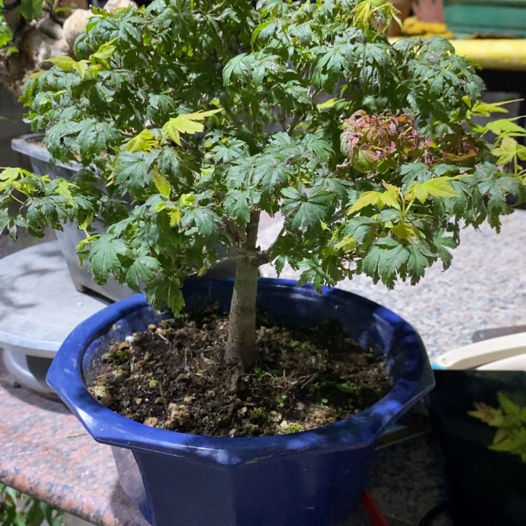 无花朵原生鹿岛一物一拍