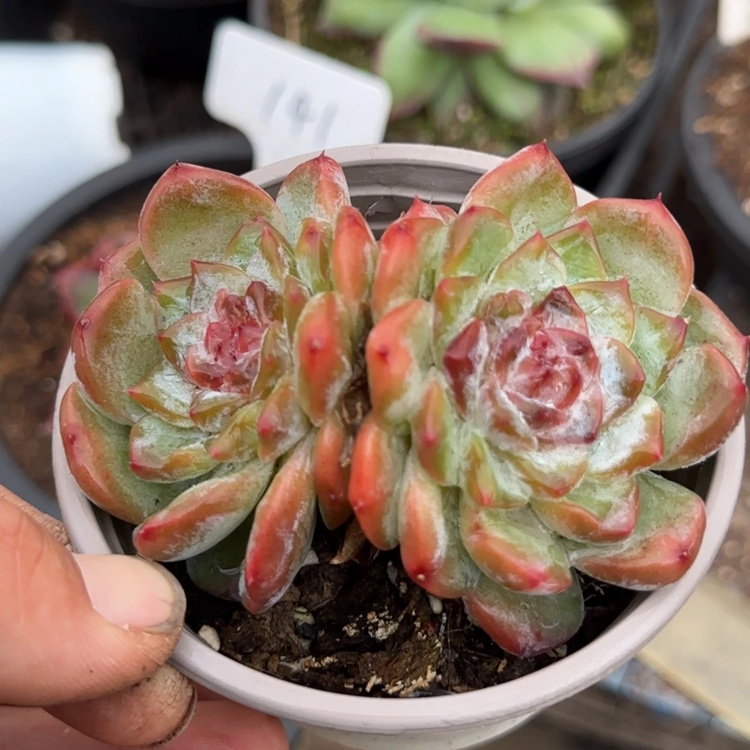 红心珍妮惊鸿一物一拍包装收缩花旱