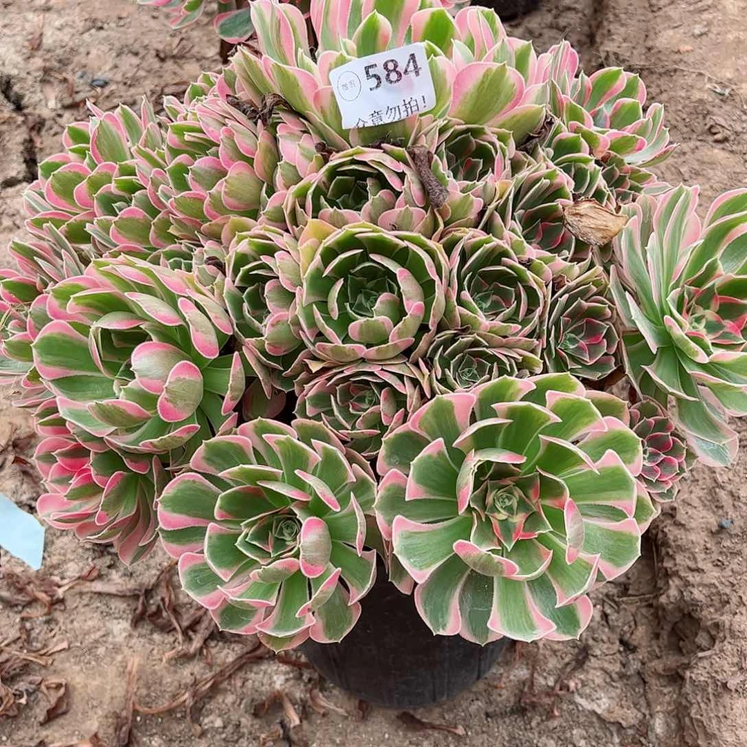 无花朵多肉植物584