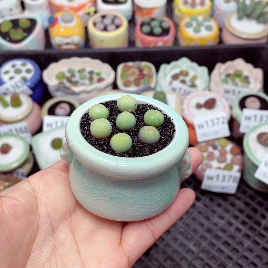 w1383 -零下地区拍保温箱-15支持寄养