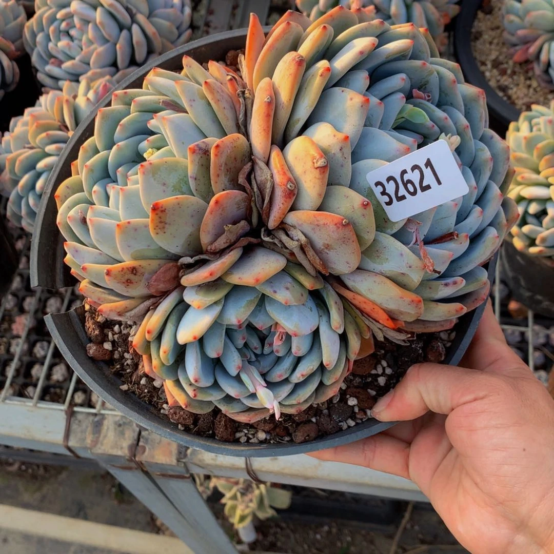 (****樂32621嗯嗯嗯我真的觉得这个问题