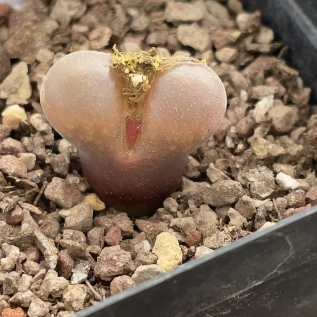 22-99红风铃多肉植物