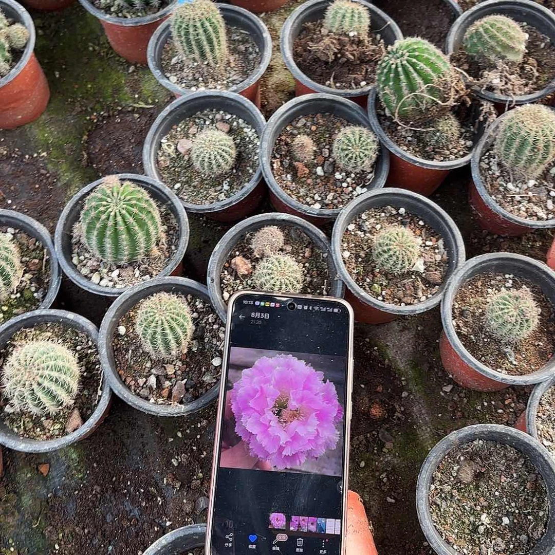 2颗带根多多一小小小小小无售后