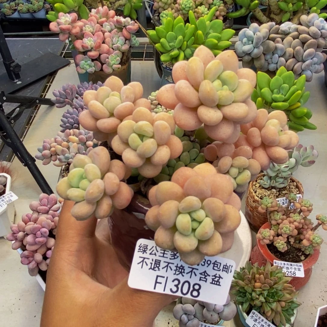 308洛可可多肉7c m