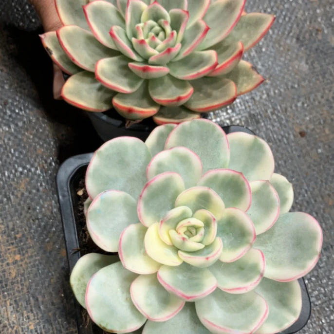 友谊月光月亮仙子蔚蓝多肉植物