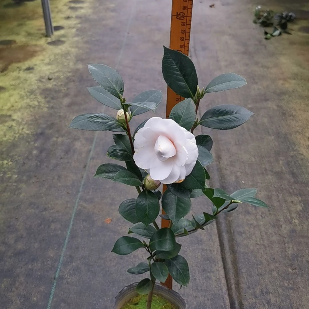 少量花朵（建议范围：2朵-5朵 或40%以下）七仙女