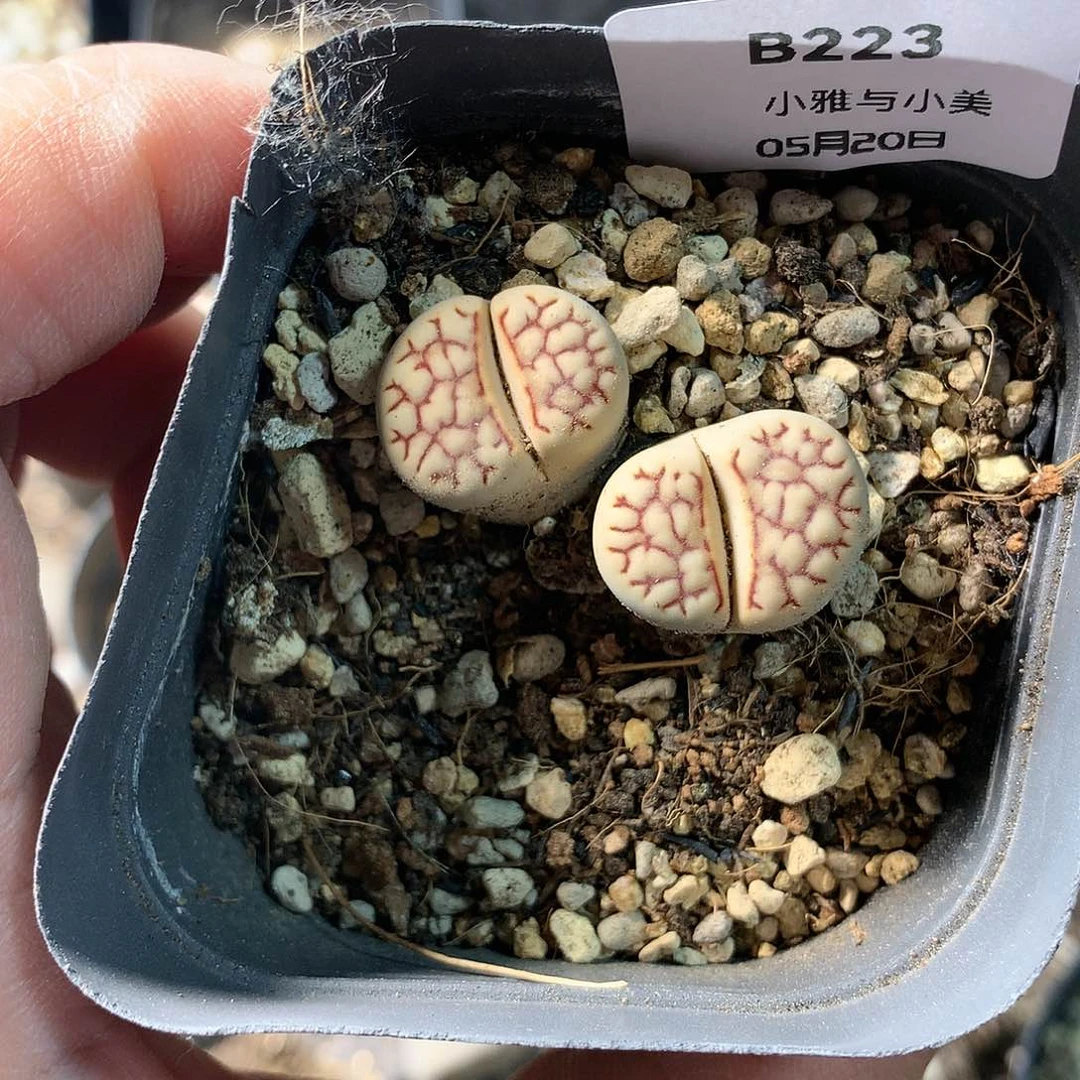 B223多肉植物保护研究所