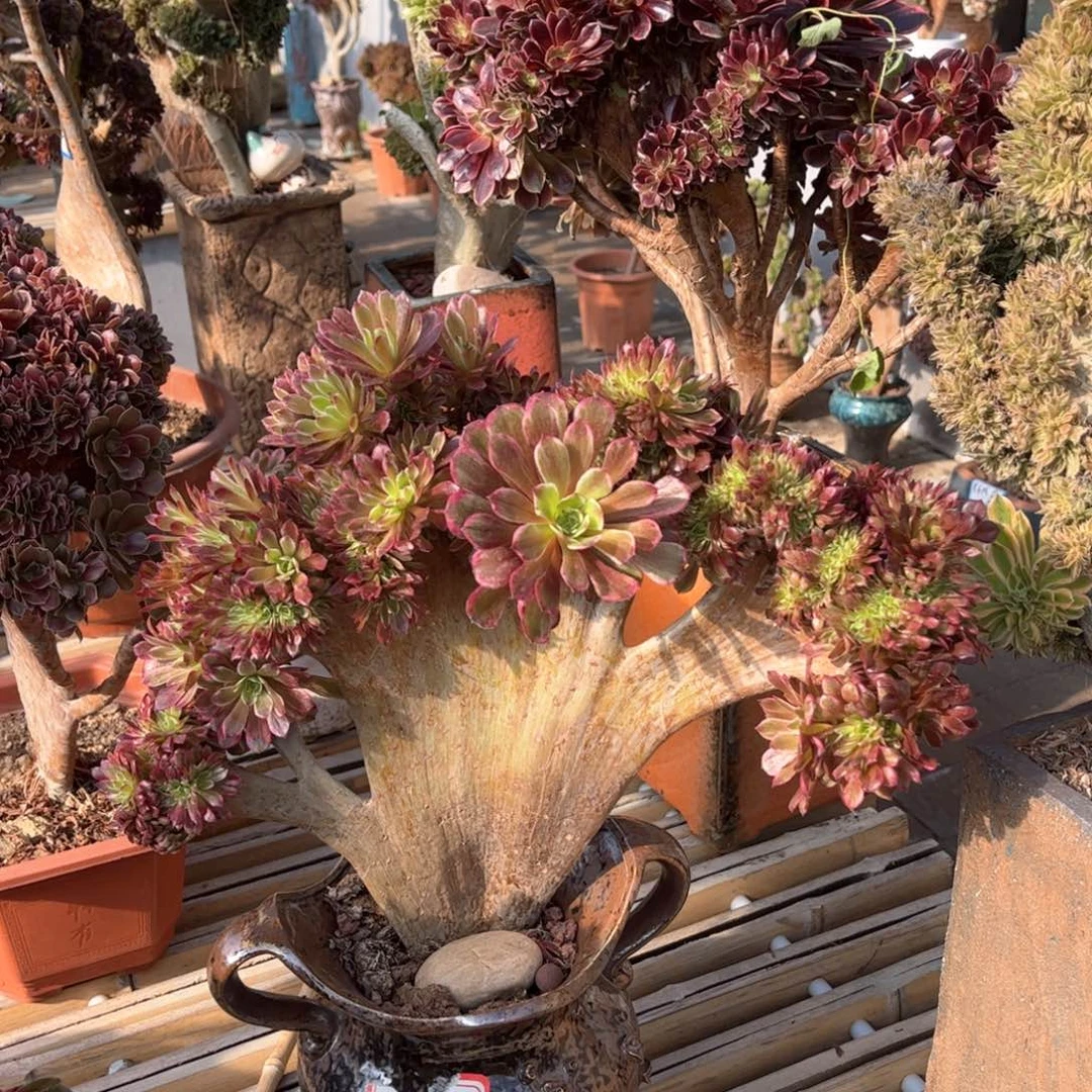 水墨画朵朵整版精品