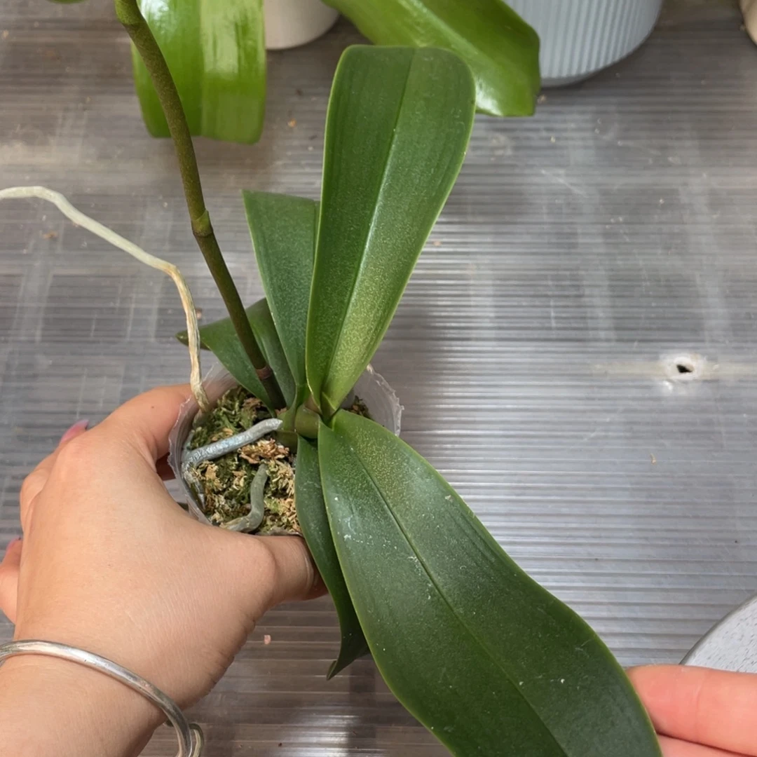 当前无花栽培后可以开花2.5史塔基盲盒无花牌