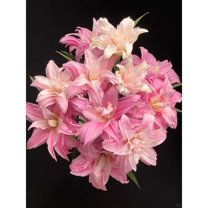 鲜花【戴安娜百合】同地址两单以上顺丰包邮送货上门+送配草1扎