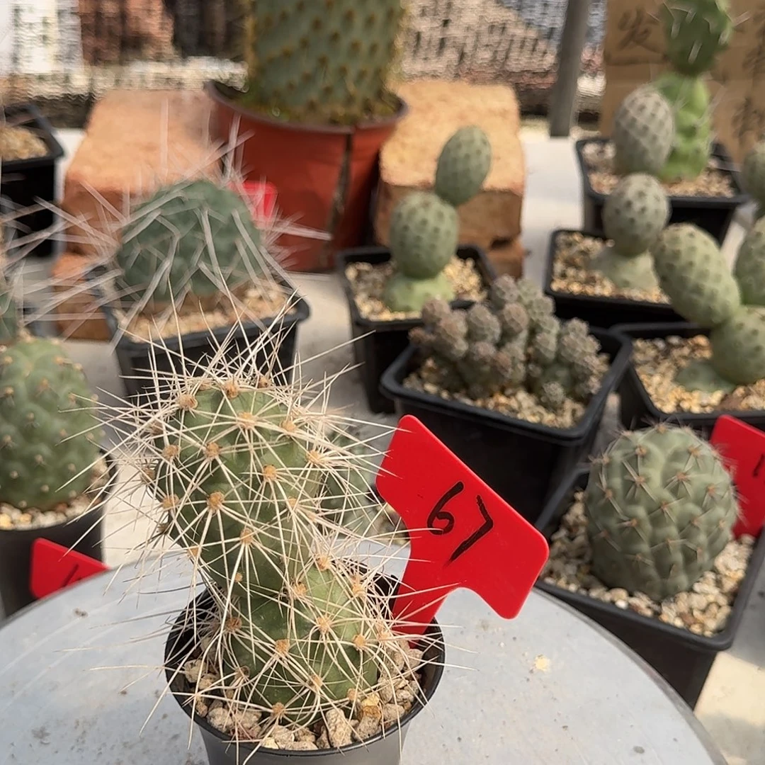 67号白软刺明暗城冠幅4.3公分