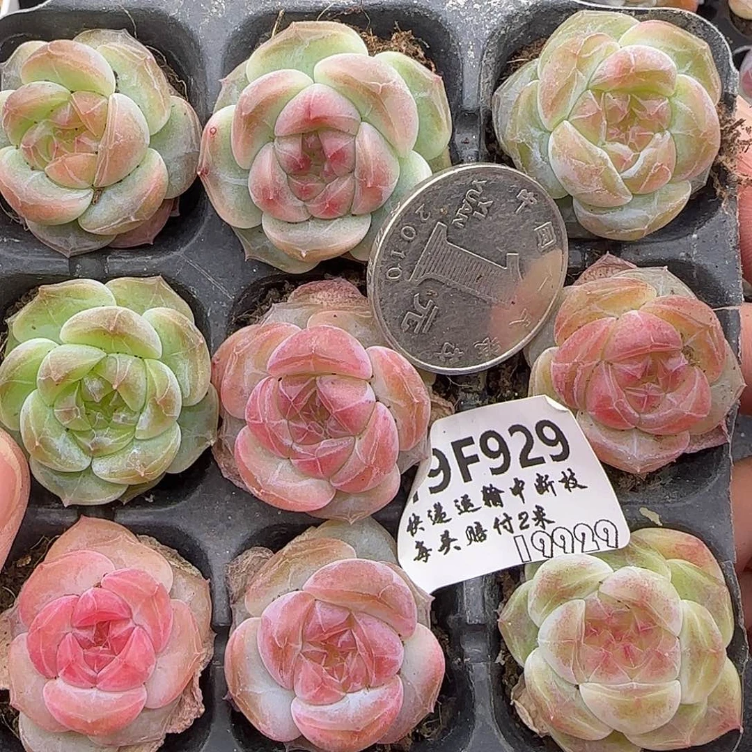 929九棵糖心珍妮3公分左右