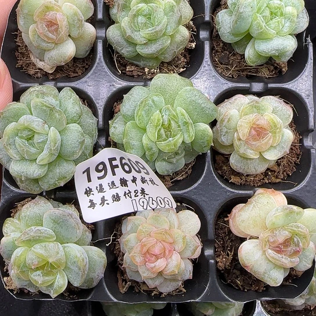 ****饭609石化【满29包邮非偏远】