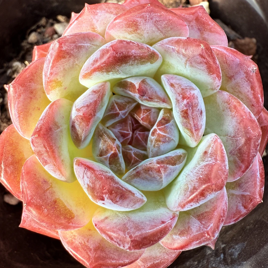 稀有品种精控超萌糖心雪钻解压治愈多肉（三年沉淀带盆土带枯叶）
