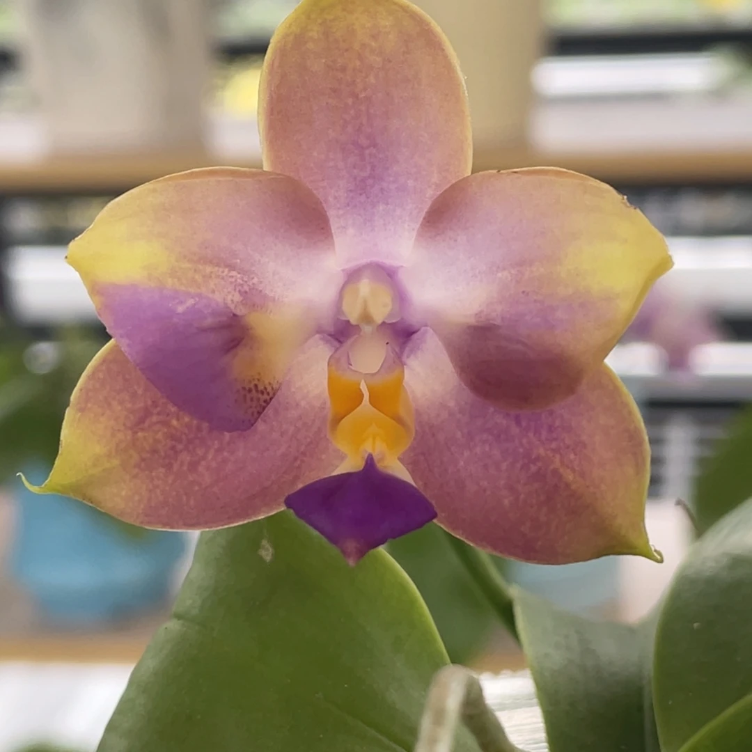 完全开放yw16，浓香