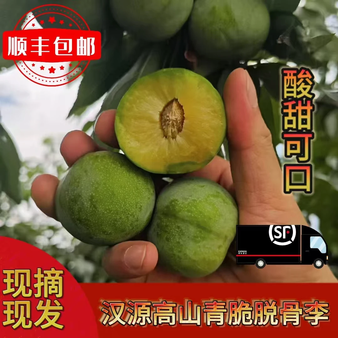 四川高山脱骨青脆李新鲜采摘现摘现发当季酸甜多汁孕妇李子水果