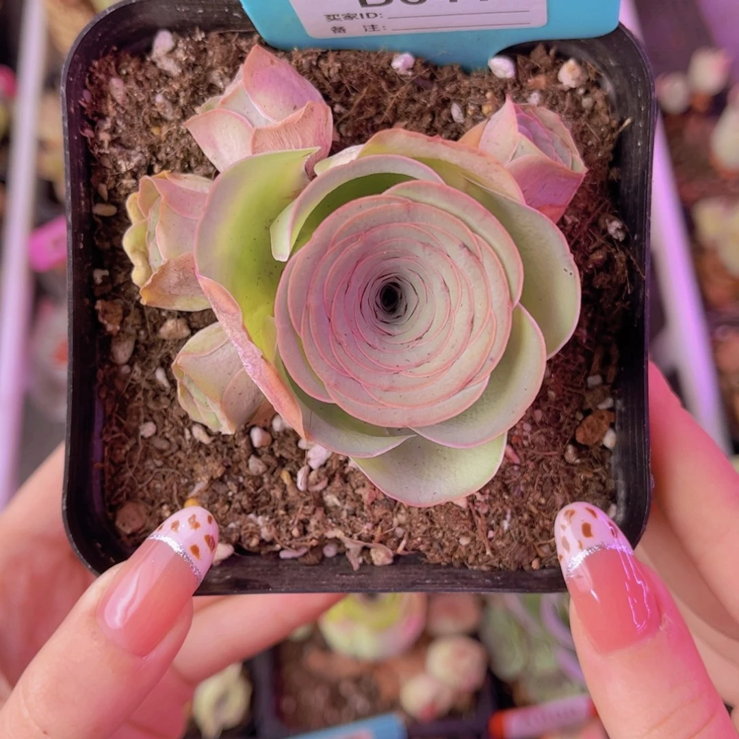 单品一物一拍641号