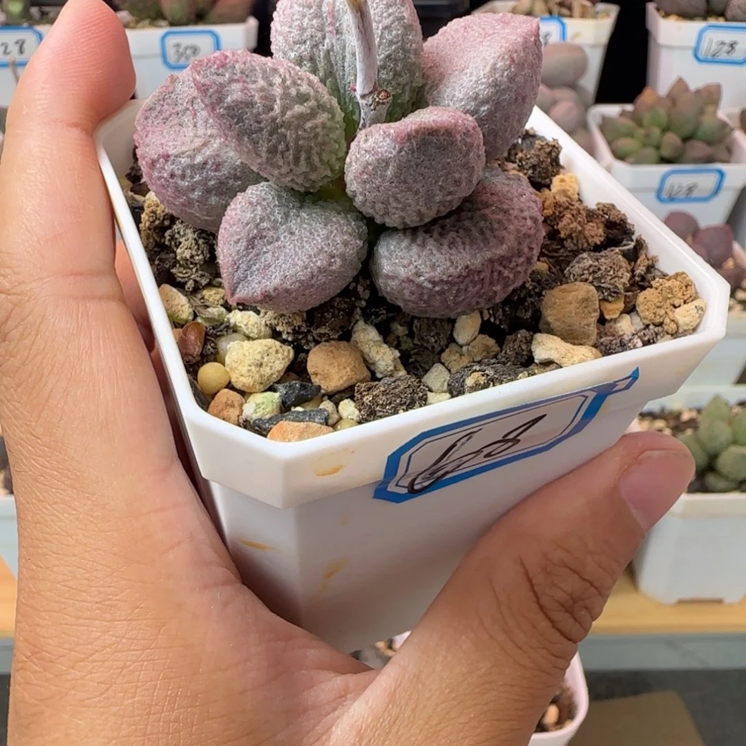 新品水泡，一物一拍