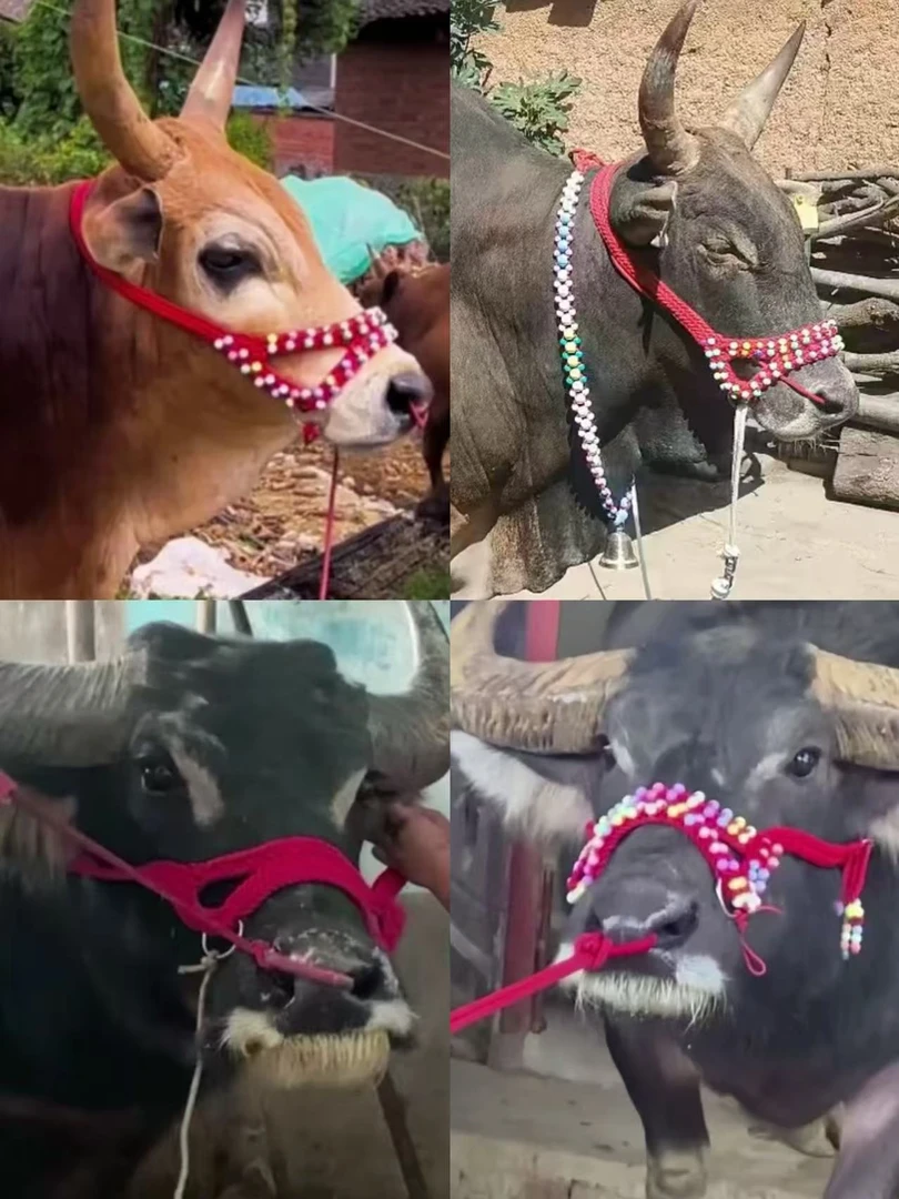 纯手工编织牛龙头