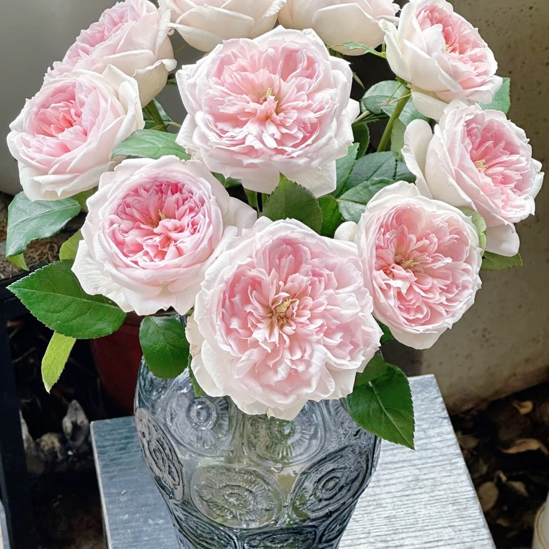 【花甜悦夏优选】女王面纱单头玫瑰（百分之十不售后2个订单包邮