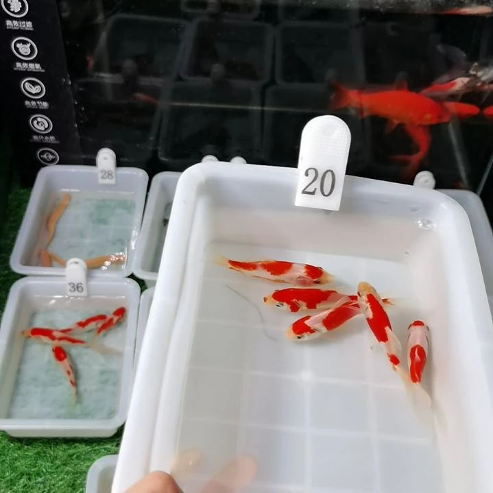 海水顺****c福利专场