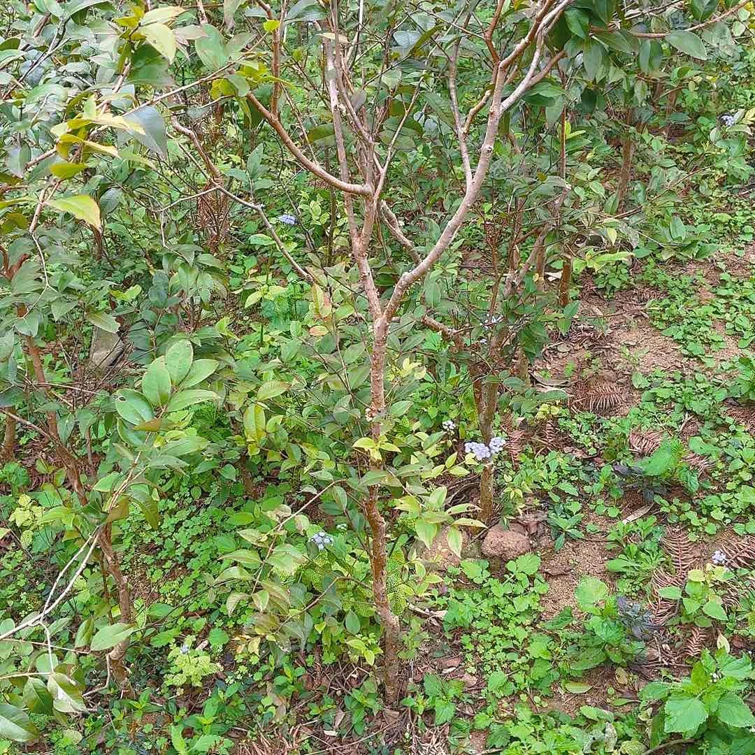 老***）无花朵一物一拍四季红妃