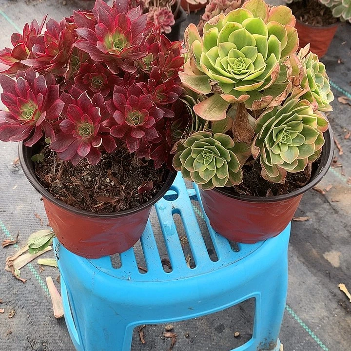 365安娜锦奶白锦2棵多肉植物