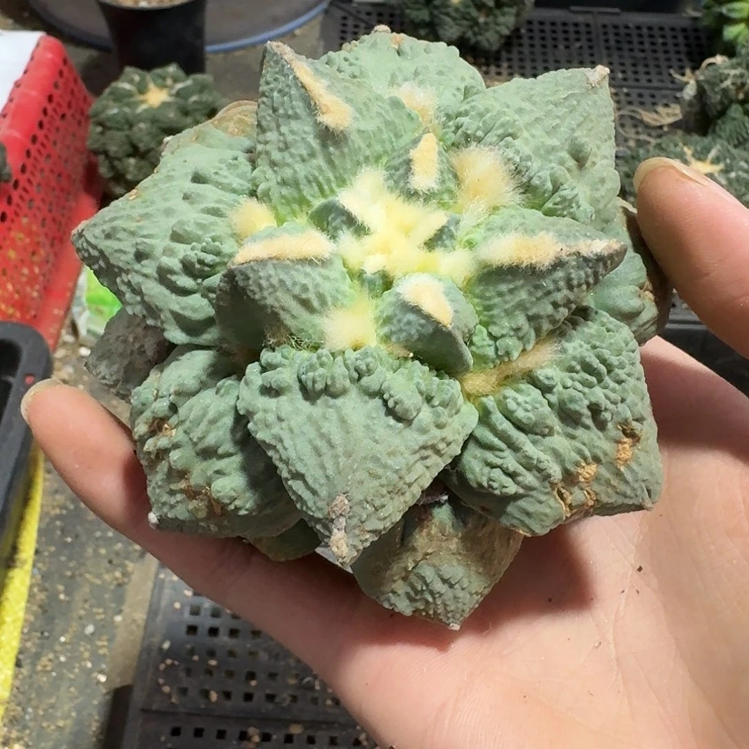 900号仙人球有根了