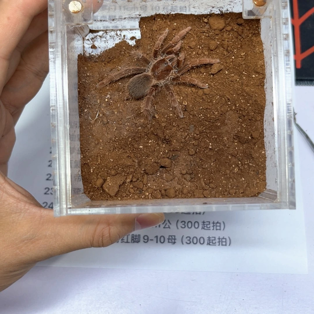 跳蛛皇帝巴布7cm母