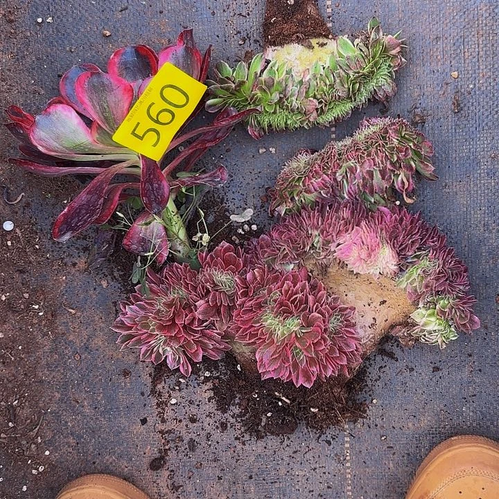 多肉植物福利来560