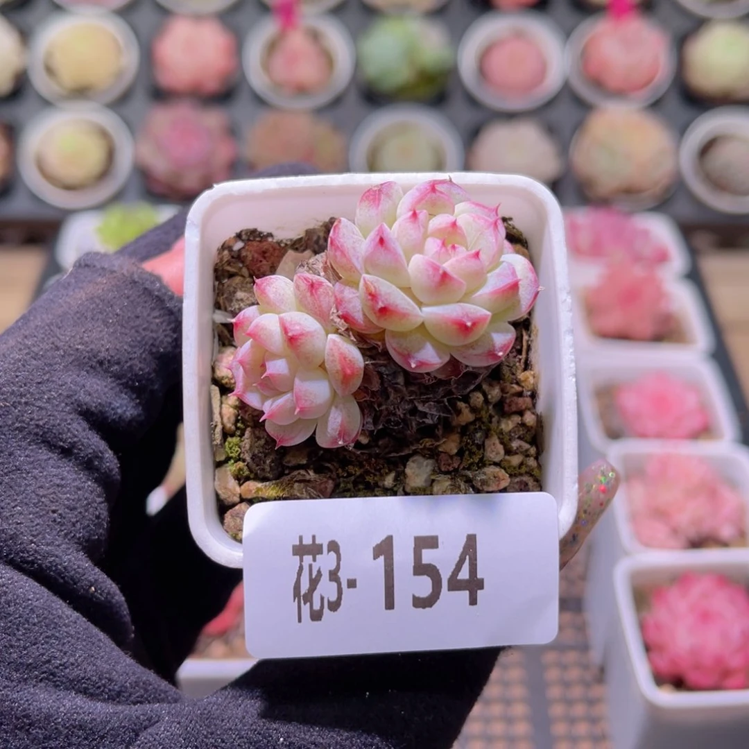 花利美3-154新品