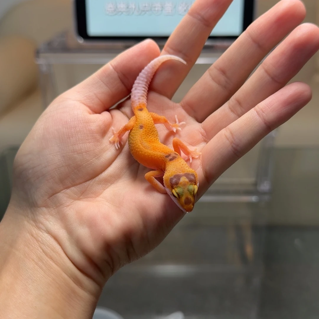 豹纹守宫豹纹守宫贝尔白化迷