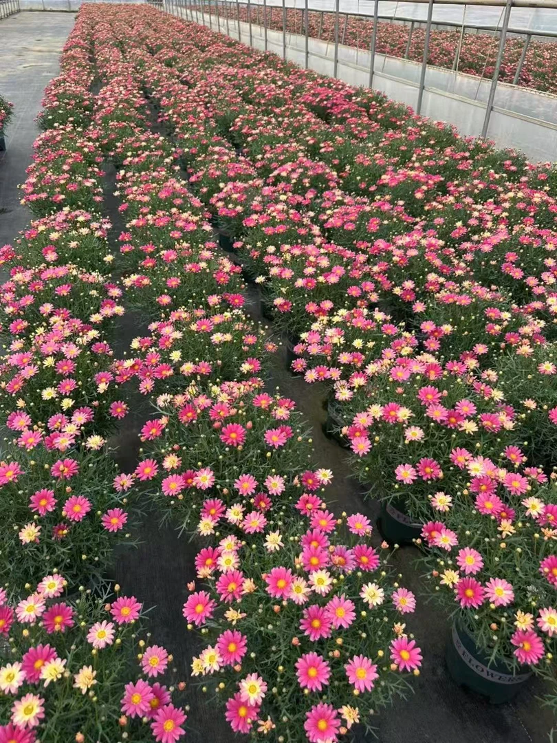 玛格丽特糖果四季开花庭院阳台多年生花期长好养植物