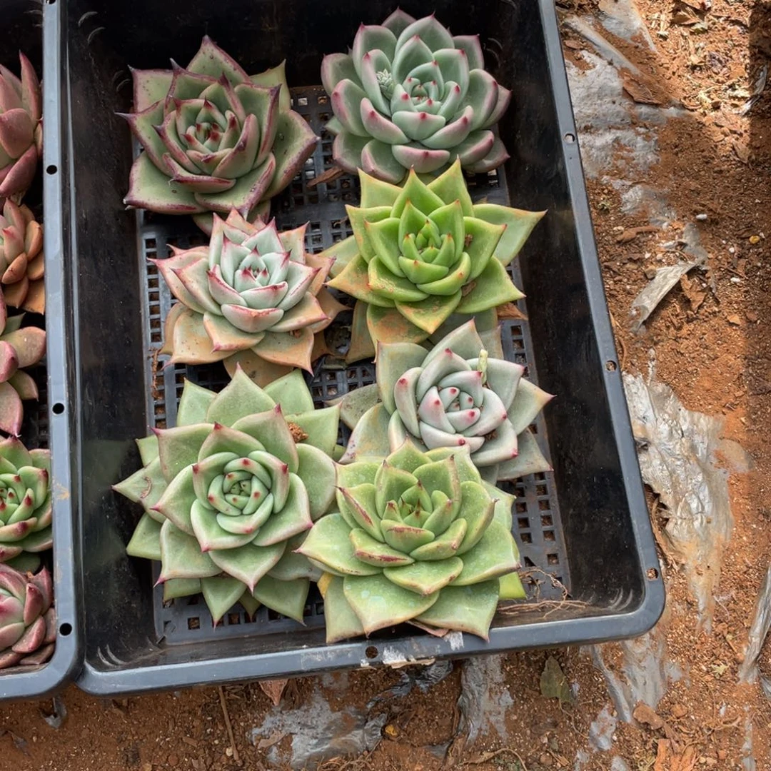无花朵若如东云单拍E464