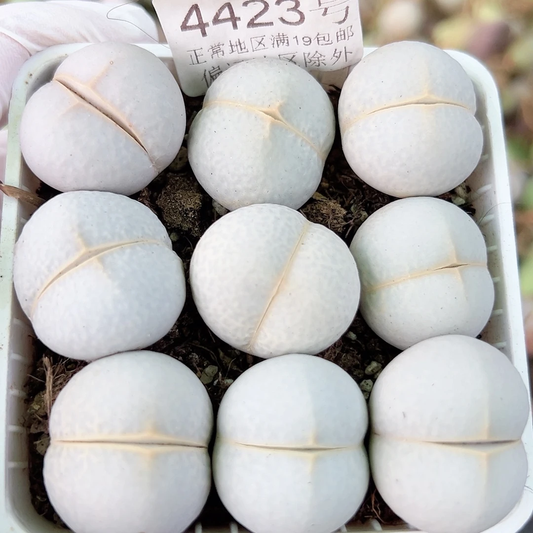 4423 好养易活生石花大母本