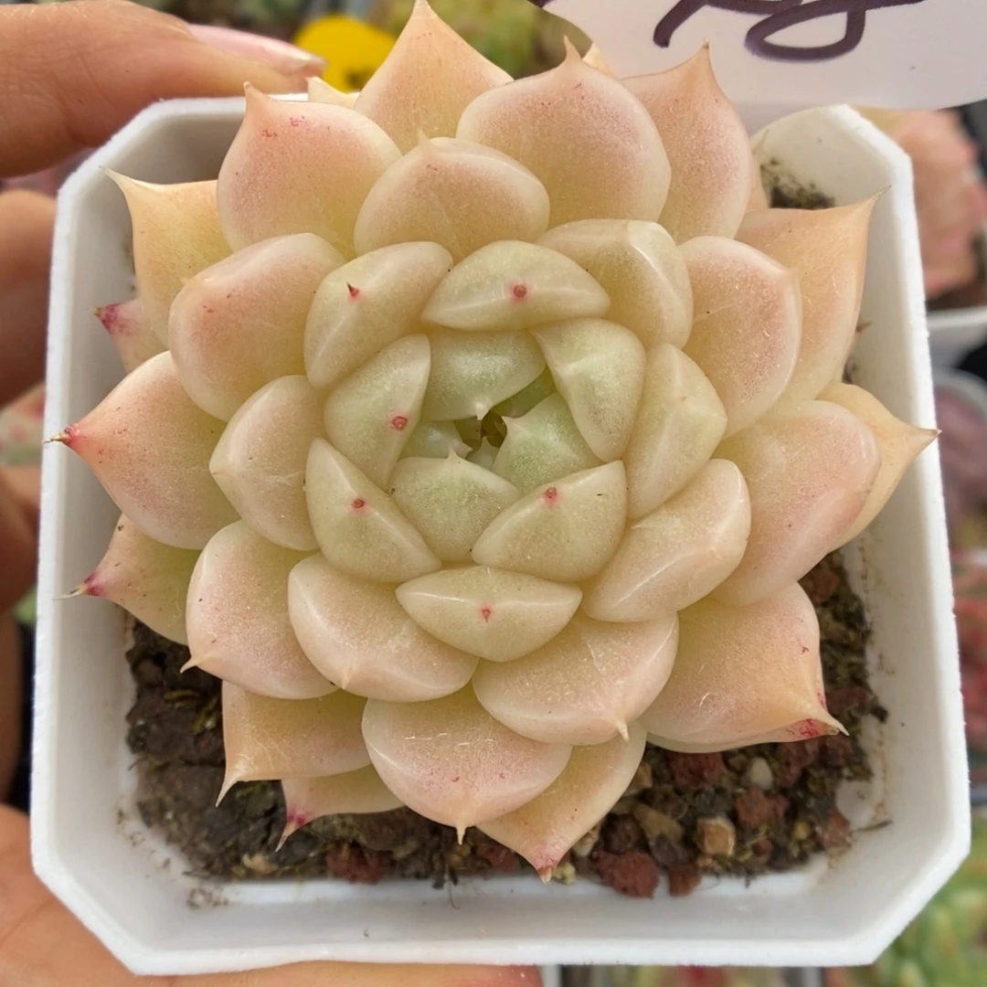 油透珠光麦秆748号。