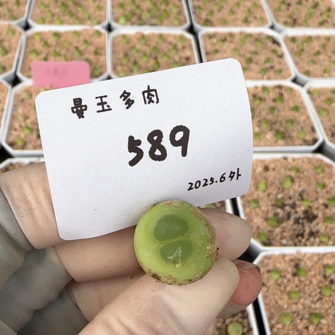 多肉多肉多肉6.5-589