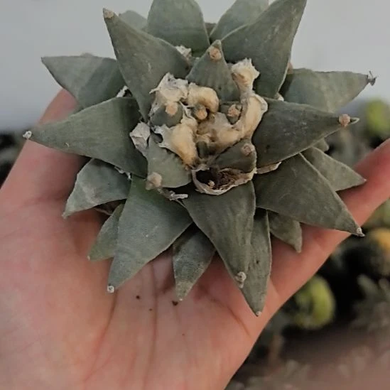 一物一拍，有叶尖断实生仙人球