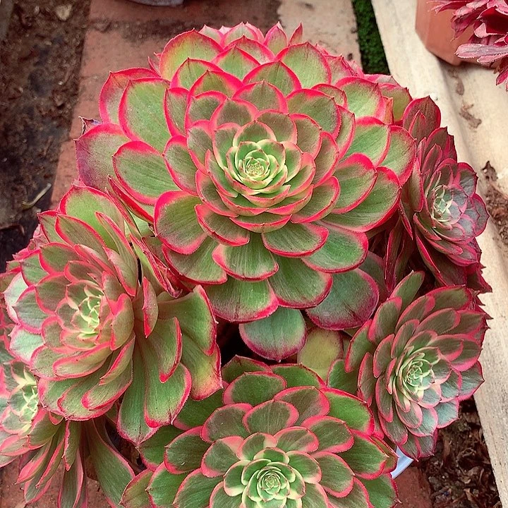 粉花妖，多肉植物