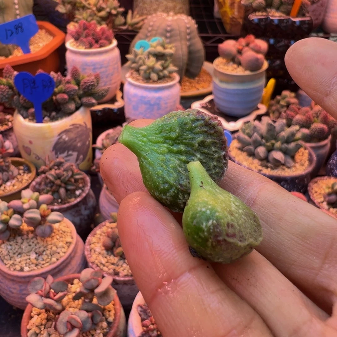 简***单我的小伙伴都在等你的