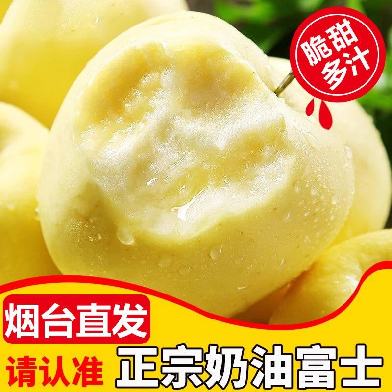 【新果上市】山东烟台栖霞奶油富士苹果新鲜脆甜多汁产地直发