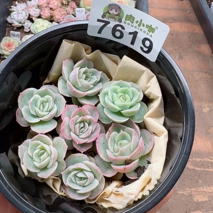 多肉植物多肉植物